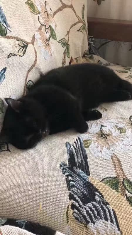 黑色活体招财纯种曼基康短腿猫