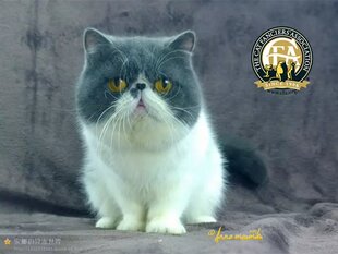 带证异短种公 CFA赛极血统加菲猫 蓝白爱心公猫 宠物猫 明星同款