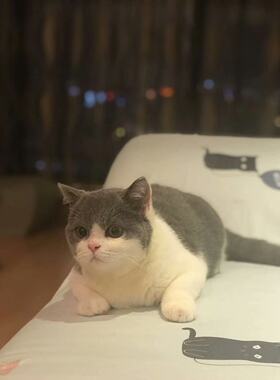 蓝白活体可上门英国短毛猫