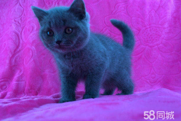 cfa双血统  英国短毛蓝猫 好品相大腮邦血统蓝猫 公母两只包空运