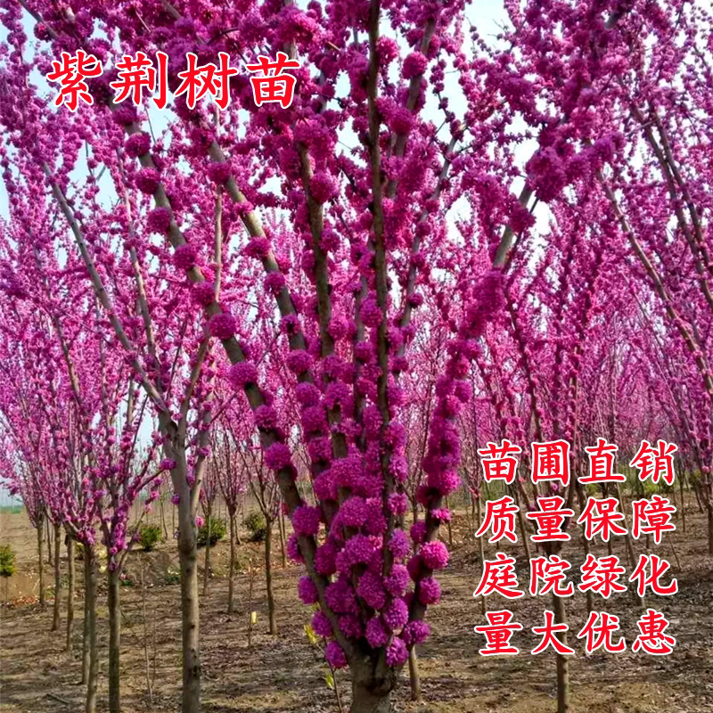 紫荆花树苗满条红南北方种植