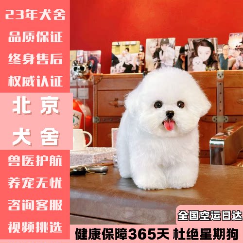 比熊幼犬纯种宠物狗狗活体北京赛级犬舍CKU血统公母小体不掉毛