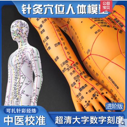 政河针灸穴位人体模型经络穴位模特图全身中医十二铜人扎针小皮人