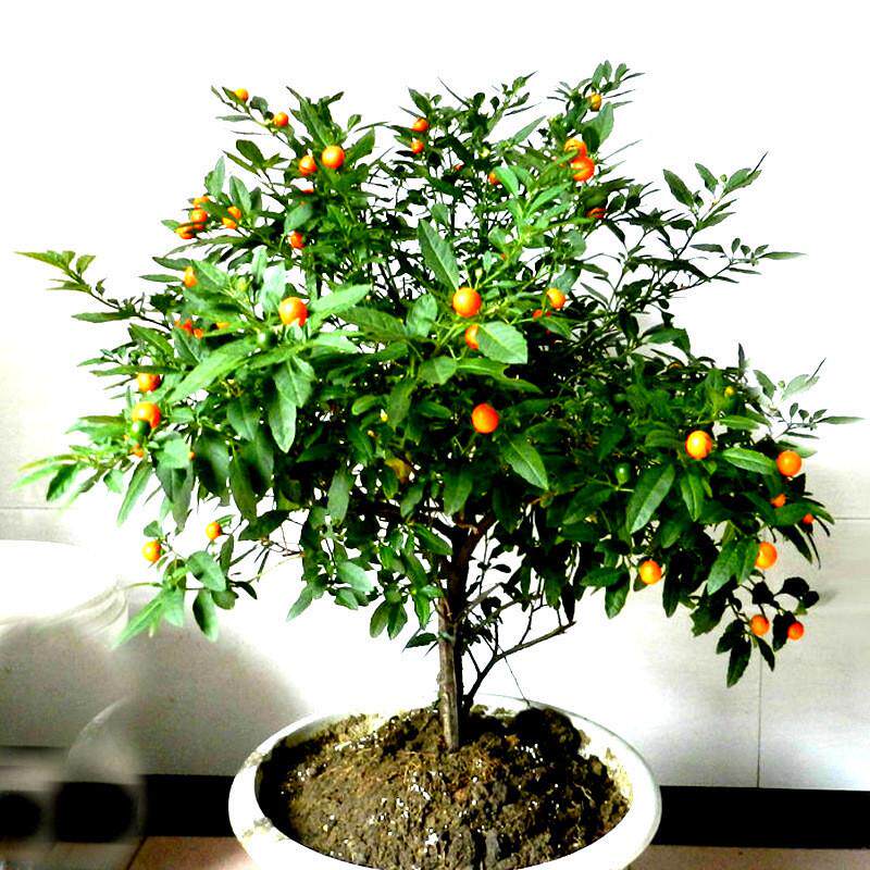 冬珊瑚盆栽花苗观植物花卉珊瑚樱看樱桃珊瑚豆吉庆果阳台庭院517