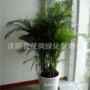 观叶植物室内养摆放凤尾竹散尾葵盆栽客厅办公室绿植散尾葵