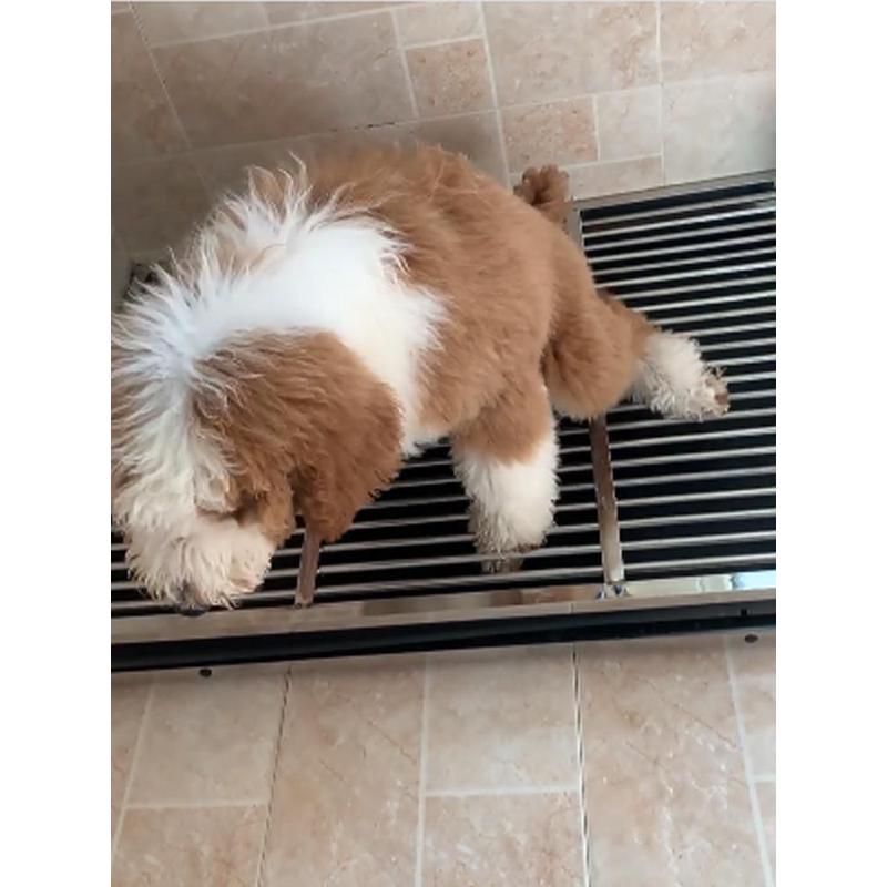 狗厕所中型犬大型屎防踩不锈钢猫砂诱导剂定点尿垫特大号便盆加高