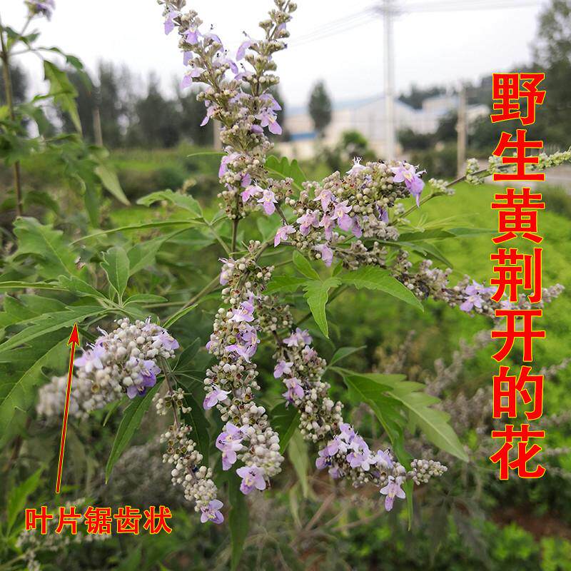 极速炒熟野生黄荆子籽散装黄金子儿童枕头枕芯填充物布惊仁