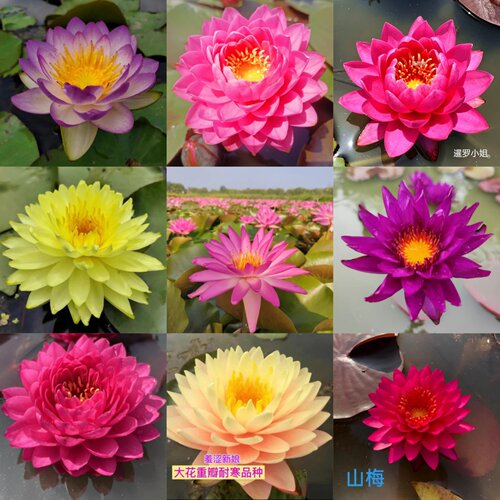 观赏睡莲带芽发货水培植物四季