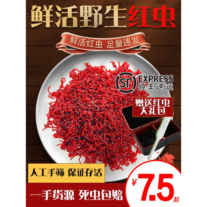 鲜活红虫特大号公赤虫活体活饵喂鱼拉饵鲫鱼野钓饵料钓鱼蚯蚓鱼食