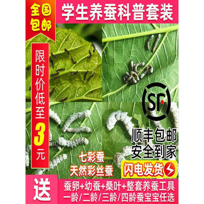 蚕宝宝套装活体蚕学生养蚕科普七彩金丝蚕春蚕卵彩丝蚕新鲜嫩桑叶