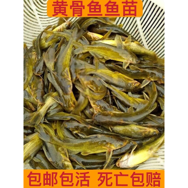 黄颡鱼苗淡水养殖活体黄骨鱼苗黄辣丁小鱼苗冷水好养鱼嘎牙子鱼苗