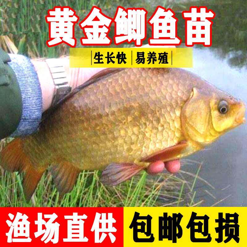 鲫鱼苗淡水养殖食用特大冷水饲料小鱼中科五号黄金鲫鱼鱼苗