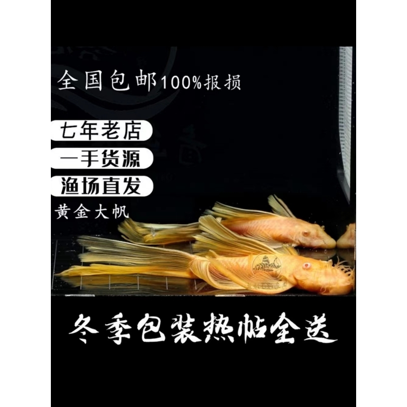 黄金胡子鱼大帆鱼热带观赏鱼小型清道夫擦缸除藻工具鱼淡水宠物鱼