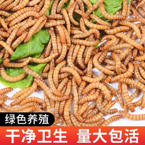 面包虫活虫黄粉虫活体龙鱼乌龟仓鼠大麦虫画眉鸟食八哥2厘米钓鱼