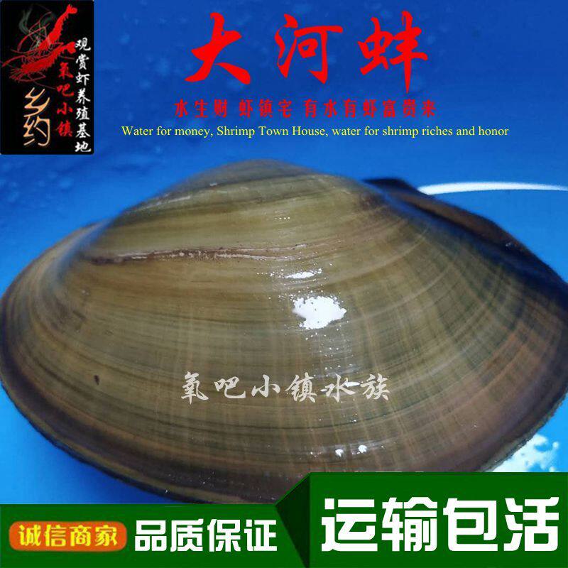 河蚌大田螺净化水质淡水冷水除藻螺活体非野生大河蚬氧吧小镇包邮