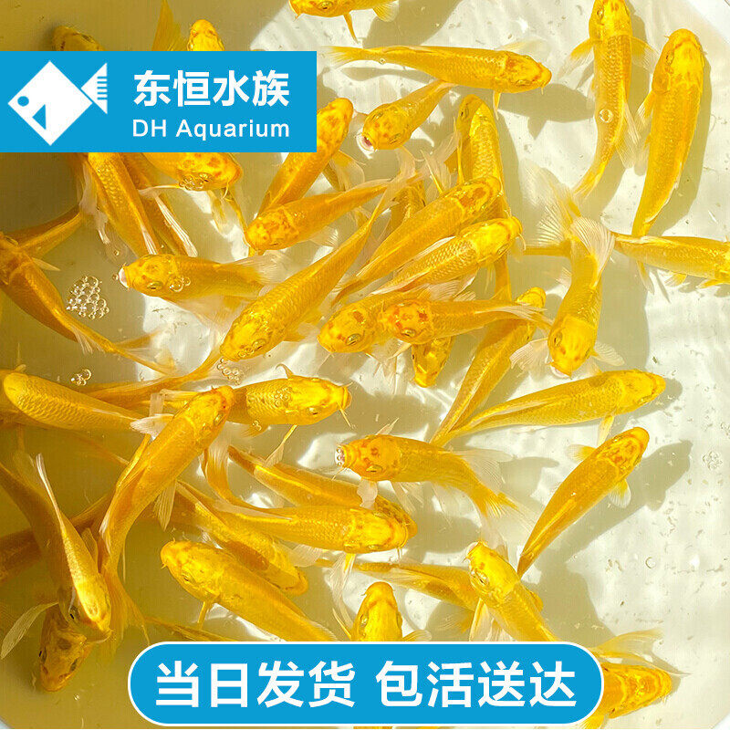 冷水鱼纯种黄金龙凤锦鲤长尾耐活好养中大型淡水鱼观赏鱼特价