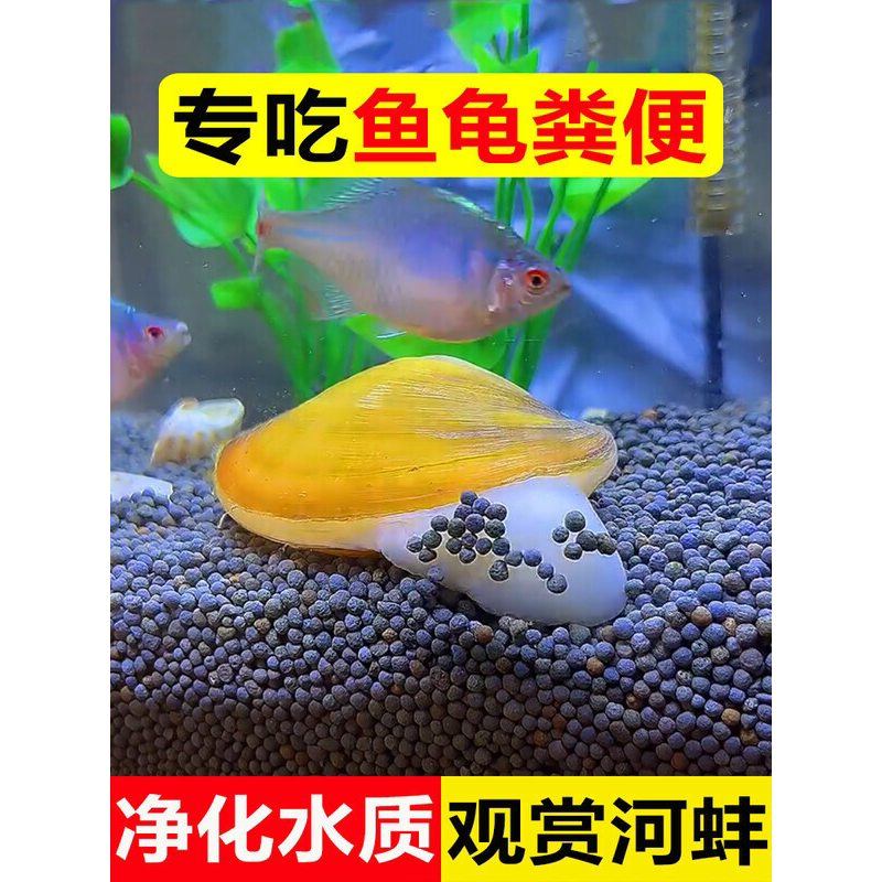 观赏黄金小河蚌鲜活体清理鱼缸净化水质黑金刚除藻大螺吃粪便淡水