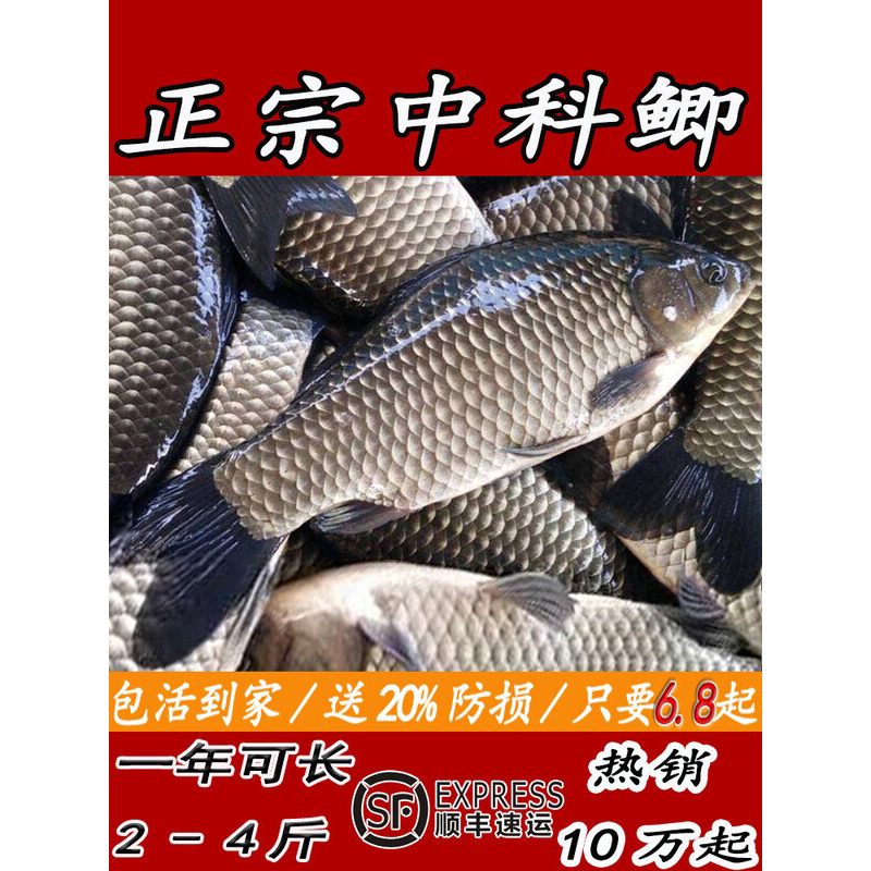大品种工程鲫鱼苗中科五号黄金鲫高背鲫鱼苗淡水养殖活体螺蛳青鱼