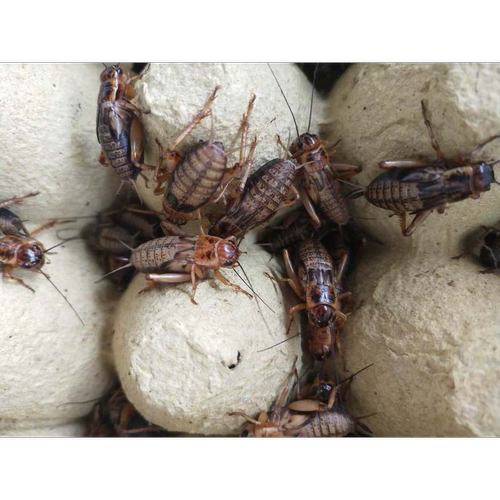 油葫芦蛐蛐 蟋蟀 活体饲料 养殖场直发现货  爬虫鸟龟守宫食物