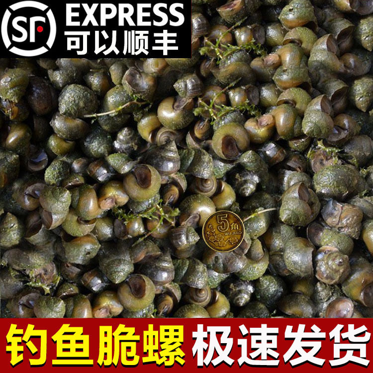 [顺丰速运]脆螺青鱼饵鲜活田螺钓鱼石螺活体黑鱼螺丝黑坑神饵螺狮