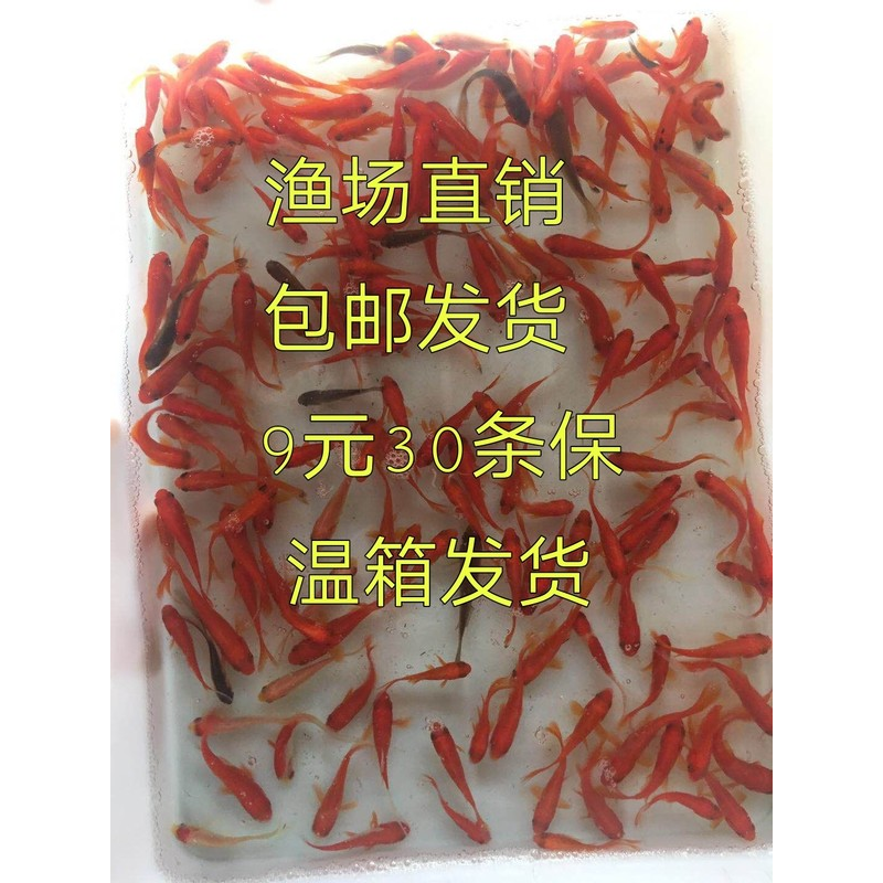 草金鱼冷水淡水观赏小红鱼龙鱼大型热带鱼饲料鱼