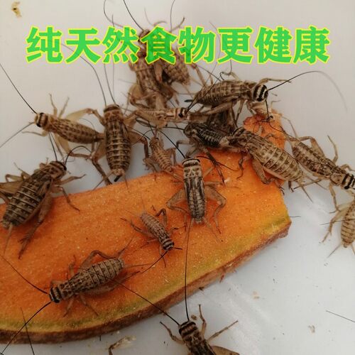 蛐蛐 蟋蟀 白蛐蛐 活体饲料活物 鱼鸟爬虫活食各种规格包邮送饲料