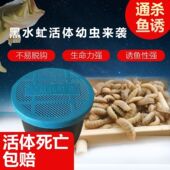 黑水虻活虫野钓虫子活体幼虫活体鱼饵钓鱼蚯蚓鸟乌龟营养饲料通杀
