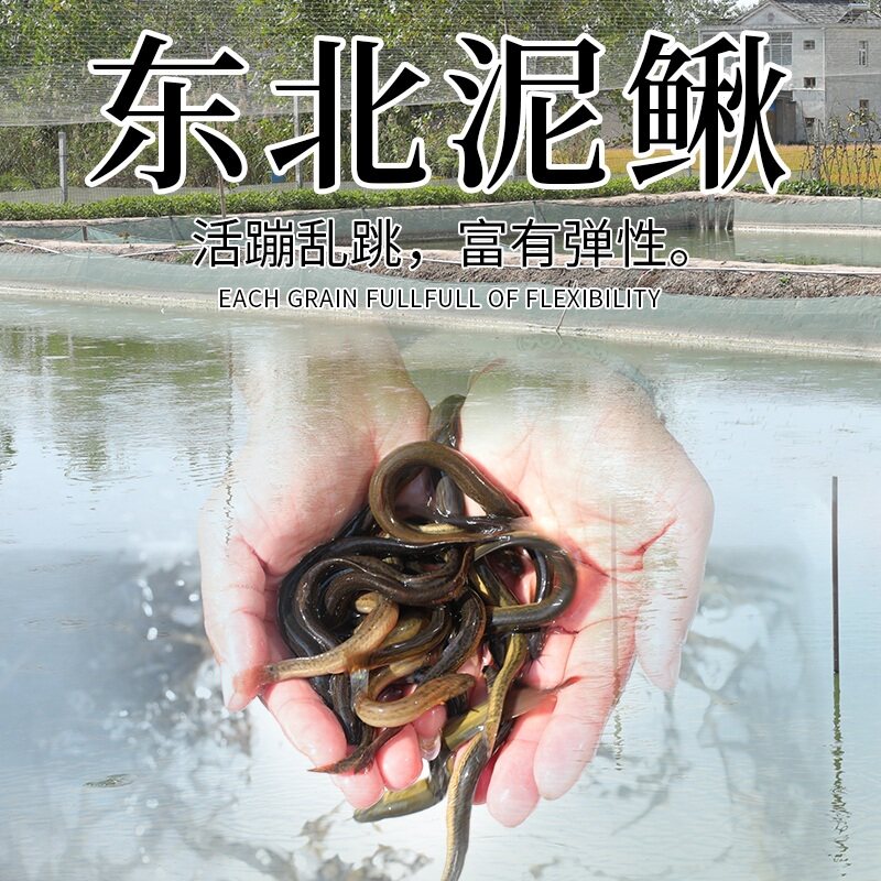 东北泥鳅小泥鳅黑泥鳅圆鳅苗活体鱼