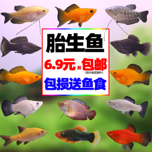 胎生鱼曼龙银黑玛丽鱼金皮球小型热带观赏鱼除油膜米奇牡丹月光鱼