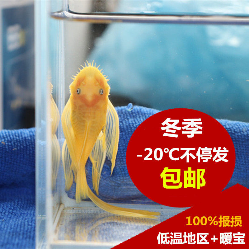 清道夫蓝眼大帆鱼清洁工具鱼热带鱼24k红眼黄金胡子观赏鱼异形鱼