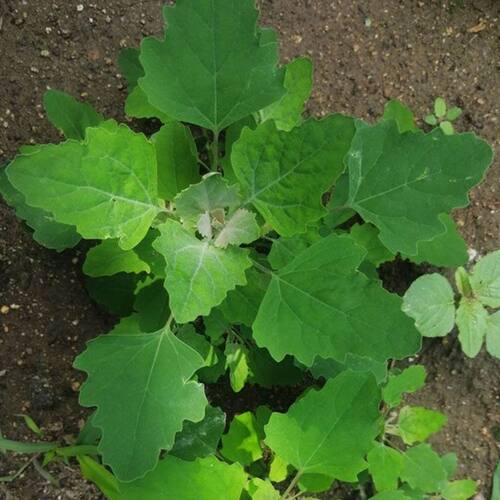 新鲜灰灰菜碱性蔬菜藜菜灰条菜