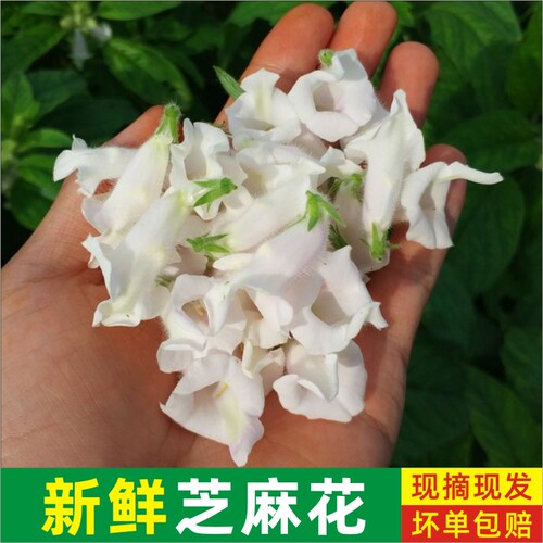 2026年现摘新鲜芝麻花鲜花当季河南纯芝麻花泡酒农家自种现货包邮