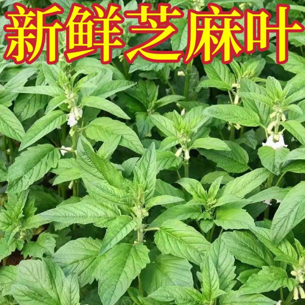 26年现摘新鲜芝麻叶农家自种嫩芝麻叶蔬菜河南芝麻叶糊涂面条包邮