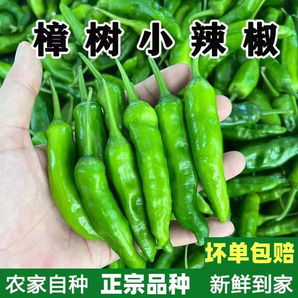 樟树港辣椒新鲜湖南特产正宗精品现摘软皮小辣椒农家自种