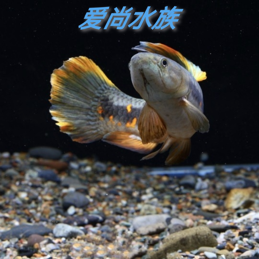 七彩牙鱼橙腹卡宴巨牙苏里南黑线老虎枯木牙鱼塔河巨牙爱尚水族