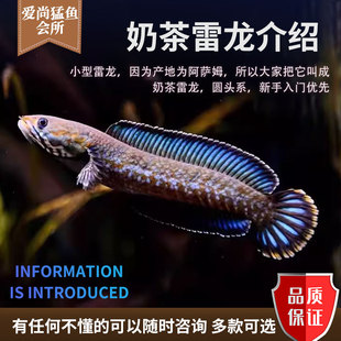 雷龙鱼眼镜蛇苗子七彩奶茶金尘彩巴卡淡水梦幻血斑一型巧克力进口