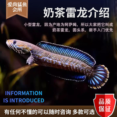 眼镜蛇雷龙鱼血斑七彩奶茶金尘巴