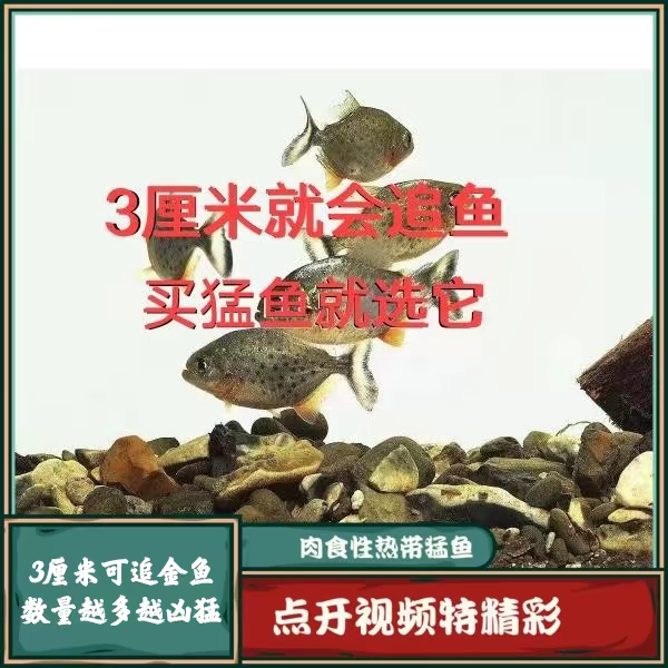 南美凶猛鱼肉食性观赏鱼好饲养