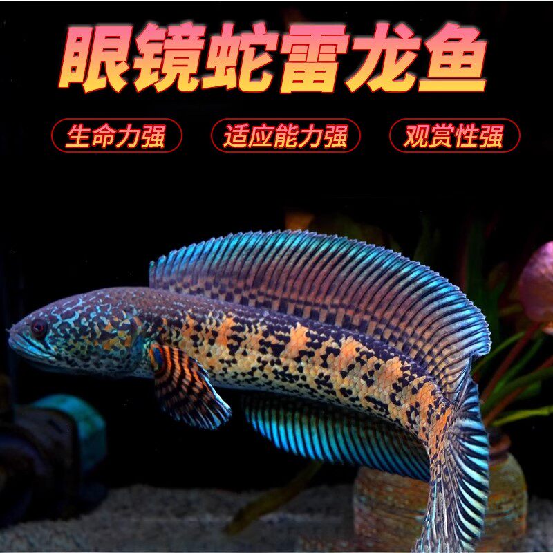 黄金眼镜蛇雷龙蛇头鱼耐活好养