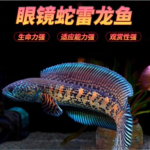 黄金眼镜蛇雷龙奶茶雷龙蛇头鱼观赏鱼热带鱼型凶猛肉食淡水鱼