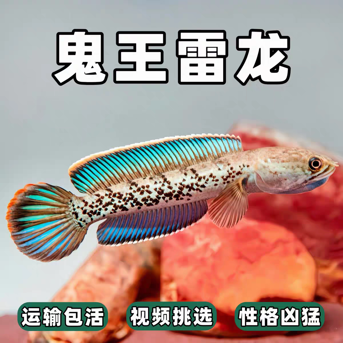 观赏鱼阿萨姆奶茶七彩巧克力黄金眼镜蛇幻蓝红火背酒红血斑雷龙鱼
