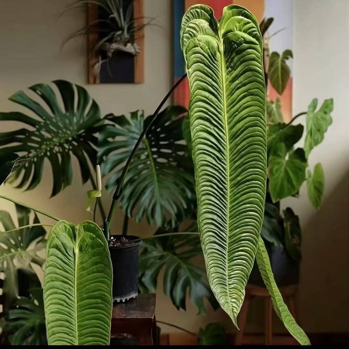 火鹤王花烛室内大叶克莱恩网红植物观叶桌面盆栽庭院热植耐活入门