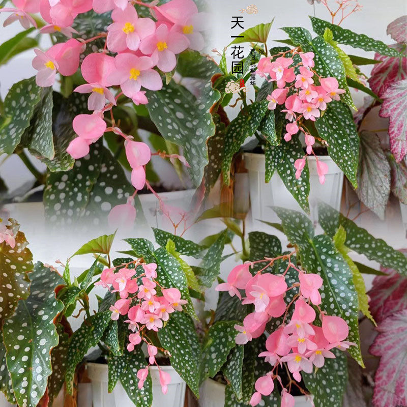 鳟鱼秋海棠粉旗鱼海威进口 ins风网红绿植盆栽室内阳欧式植物花卉