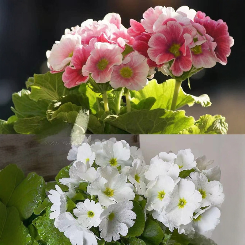 耐寒花 四季樱草盆栽 多色阳台窗台庭院好养花卉期长春天植物