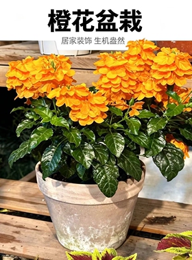 夏季耐热橙色花鸟尾花 花期超长  多年生 阳台 庭院木本植物好养