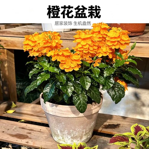 夏季耐热橙色花鸟尾花花期超长