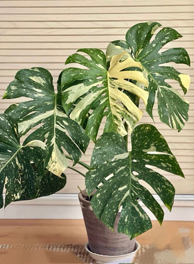 洒金龟背竹白锦进口日本水培大叶圆叶室内观叶植物家居客厅绿植净