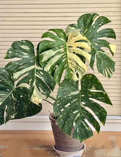 日本进口洒金龟背竹水培大叶