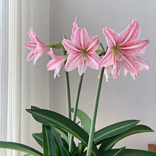 白肋朱顶红种球根室内花卉粉色花朵植物绿植庭院粉土朱喇叭花