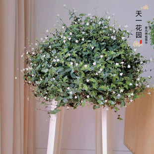 婚纱吊兰盆栽花苗室内垂吊悬挂绿植物花卉四季常青千叶吊兰